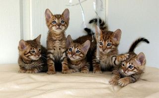 Click on the image to see another cute kitten photo