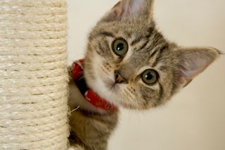Cutest kitten pic 02