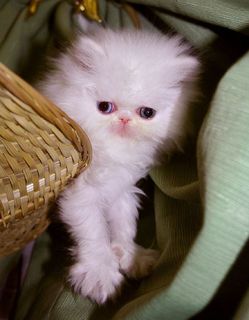 Click on the image to see another cute kitten photo