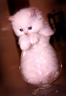 Cutest kitten pic 01