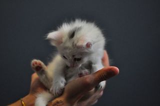 Cutest kitten pic 02
