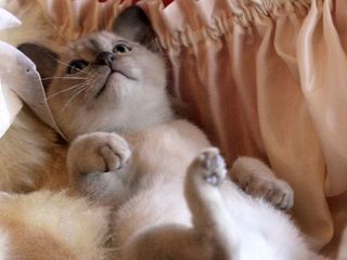 Click on the image to see another cute kitten photo