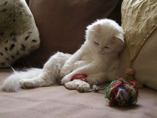 Cutest kitten pic 01