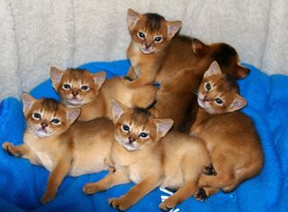 Cutest kitten pic 01