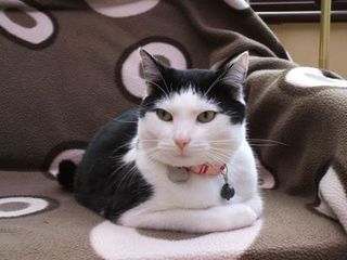 Cutest kitten pic 02