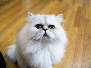 Cutest kitten pic 01