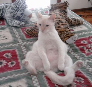 Cutest kitten pic 02