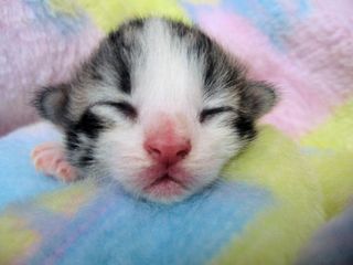 Cutest kitten pic 01