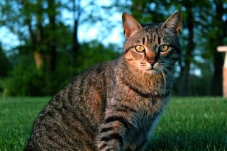 Cutest kitten pic 01