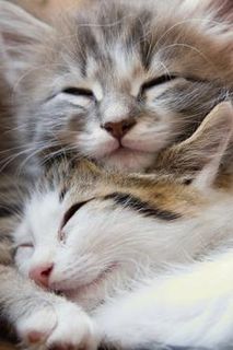 Click on the image to see another cute kitten photo