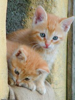 Cutest kitten pic 01