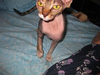 Click on the image to see another cute kitten photo