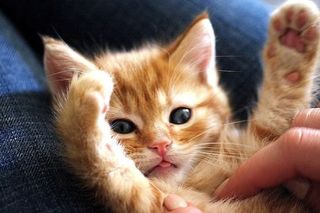 Cutest kitten pic 02