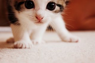 Cutest kitten pic 01
