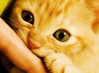 Click on the image to see another cute kitten photo