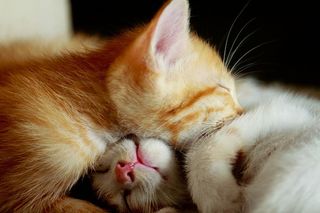 Click on the image to see another cute kitten photo