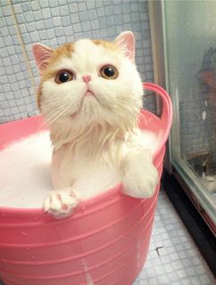 Click on the image to see another cute kitten photo