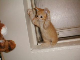 Cutest kitten pic 02