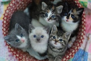 Cutest kitten pic 02
