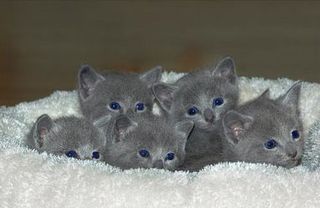 Cutest kitten pic 02