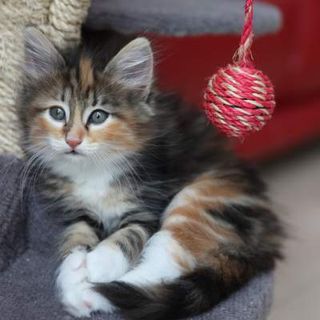 Cutest kitten pic 02