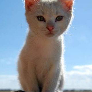Cutest kitten pic 01