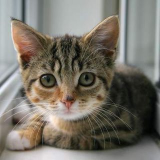 Cutest kitten pic 02