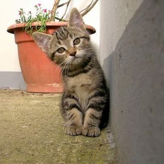 Cutest kitten pic 01