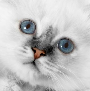Click on the image to see another cute kitten photo