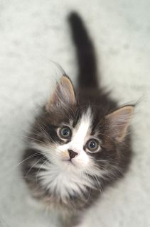 Cutest kitten pic 01