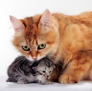 Cutest kitten pic 01