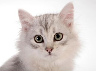 Cutest kitten pic 02