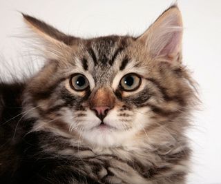 Cutest kitten pic 01