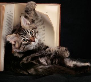 Click on the image to see another cute kitten photo