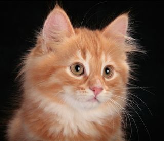 Cutest kitten pic 01