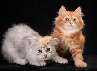 Cutest kitten pic 01