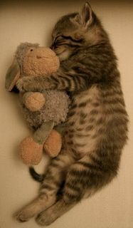 Cutest kitten pic 01