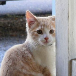 Cutest kitten pic 01