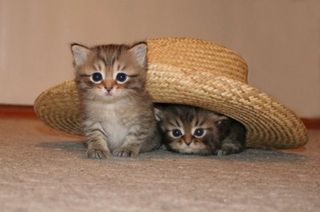 Cutest kitten pic 02