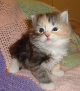 Cutest kitten pic 01