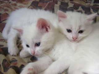 Click on the image to see another cute kitten photo