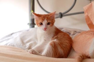 Click on the image to see another cute kitten photo