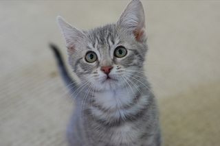 Cutest kitten pic 01