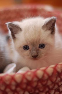 Cutest kitten pic 02