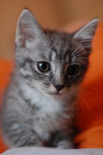 Cutest kitten pic 02
