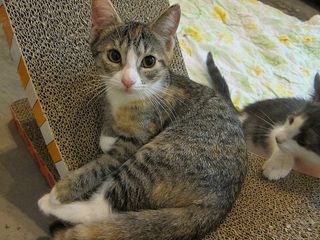 Cutest kitten pic 02