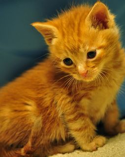 Cutest kitten pic 01