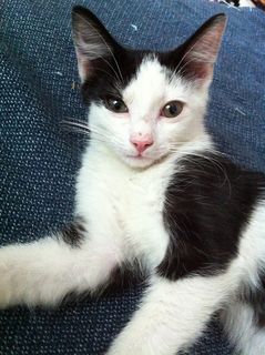 Cutest kitten pic 02