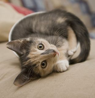 Cutest kitten pic 02