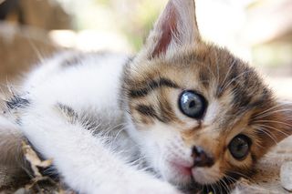 Cutest kitten pic 02